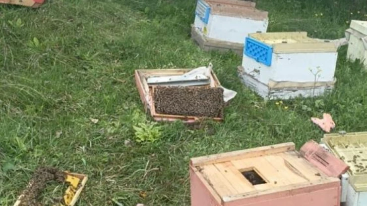 Ayılar 20 Arı Kovanını Parçaladı