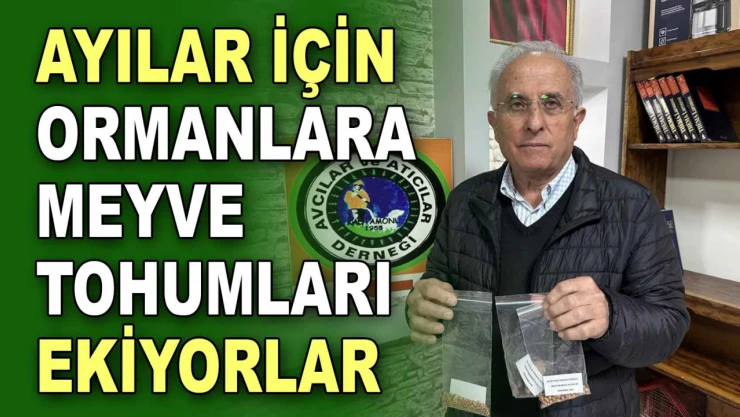 Ayılar İçin Ormanlara Meyve Tohumları Ekiyorlar