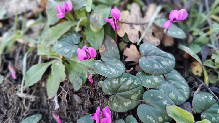 Bahar Çiçekleri 1 Ay Erken Açtı