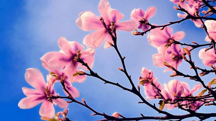 Bahar Dalı Çiçeğiyle Bahçenize Renk Katın