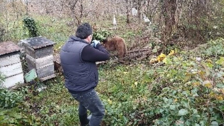Bahçeye Dadanan Ayı Tellere Takıldı