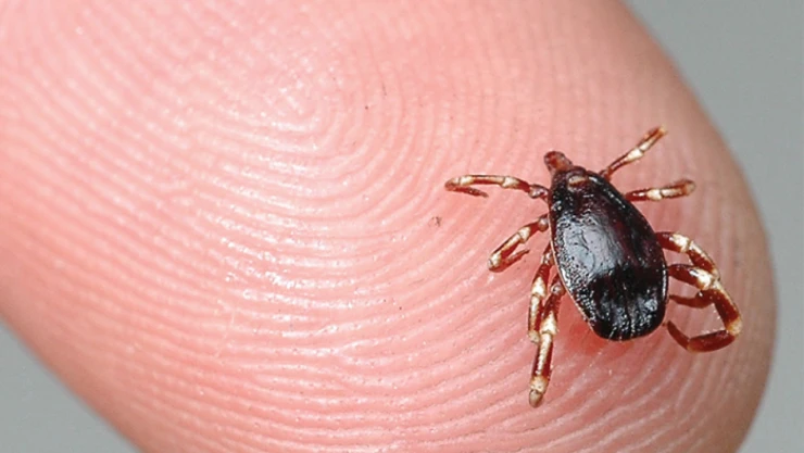 Bakan Koca'dan KKKA uyarısı!