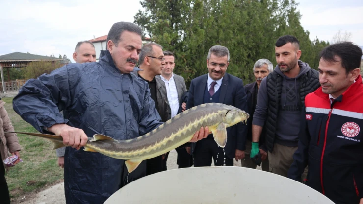 Balık Popülasyonu İçin Kollar Sıvandı