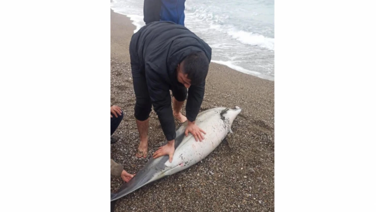 Balık Tutmaya Gittiği Sahilde Ölü Yunus Buldu