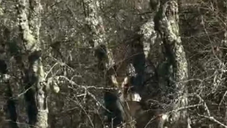 Balıkçıl Kuşu Ve Karacalar Kamerada