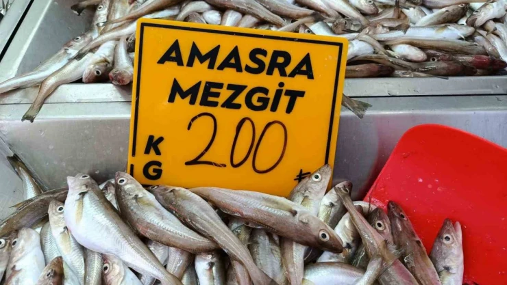 Balıkçılar 'Kestane Karası'nı Bekliyor