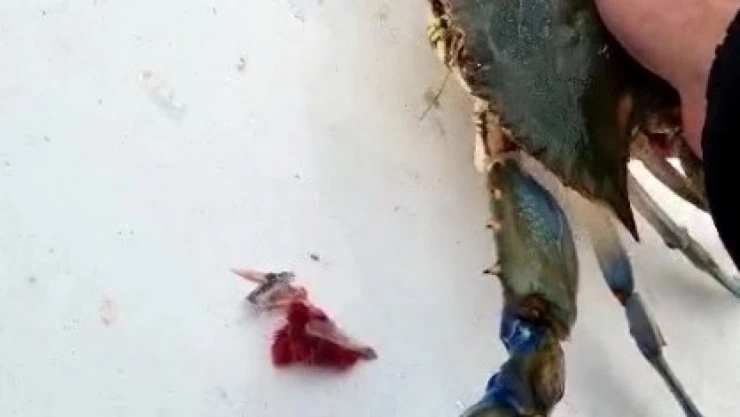 Balıkçıların Korkulu Rüyası Ağlara Takıldı