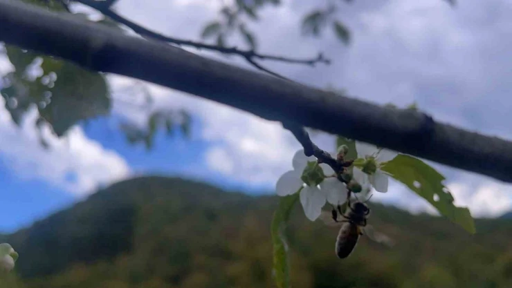 Bartın'da Ağaçlar İkinci Kez Çiçek Açtı