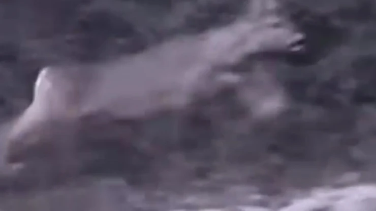 Bartın'da Çocukların Karaca Heyecanı