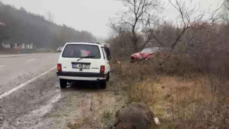 Bartın'da Otomobil Domuza Çarptı