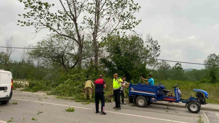 Şiddetli Fırtınada Ağaçlar Devrildi