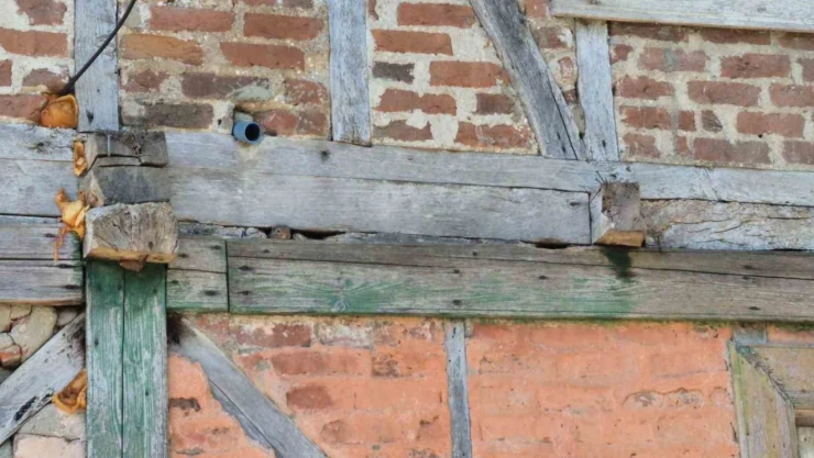 Bartın'da Sincap Eve Yuva Yaptı