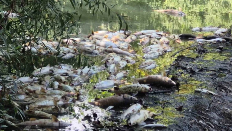Bartın'da Toplu Balık Ölümleri