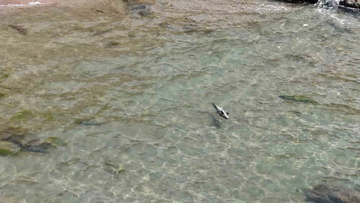 Bartın'da Yaralı Yunus Karaya Vurdu