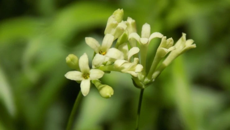 Bartın'da Yeni Bitki Türü Bulundu