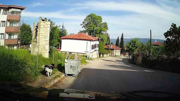 Başıboş Köpek Tavuğu Alıp Kaçtı
