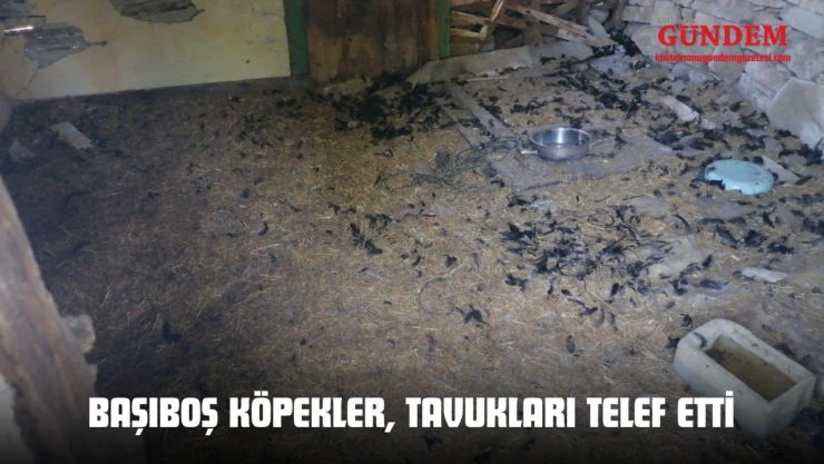 Başıboş Köpekler, Tavukları Telef Etti