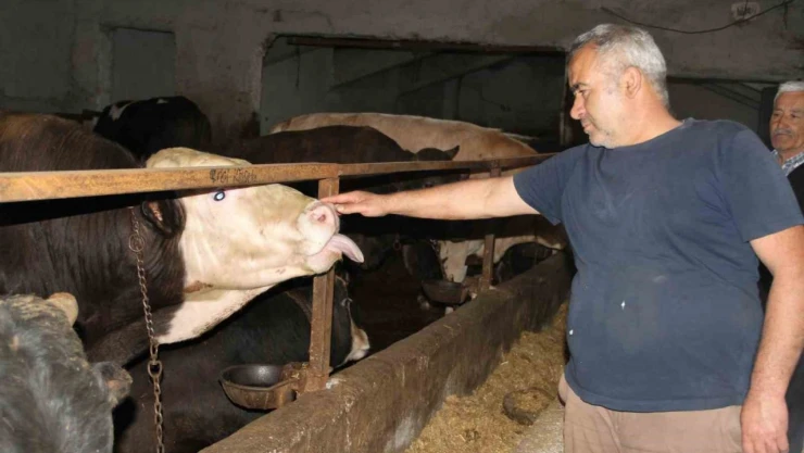 Kurbanlık Alımında Çankırı'yı Tercih Ediyorlar