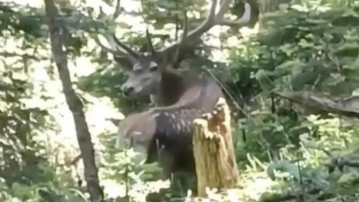 Benekli Kızıl Geyik Görüntülendi