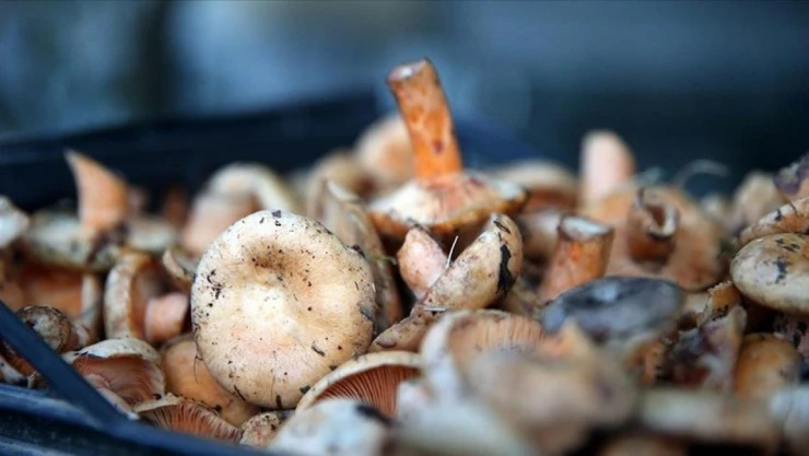 'Bilinçsiz' Mantar Tüketimi Ölümle Sonuçlanabiliyor