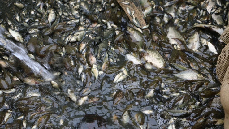 Bir milyon yavru sazan Ankara'ya gönderildi