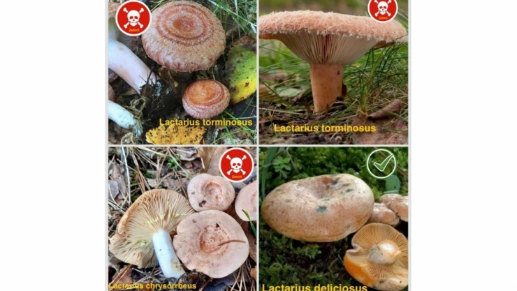 Birbirine Benzerliğiyle Karıştırılan Kanlıca Ve Zehirli Mantarlara Karşı Uyarı!