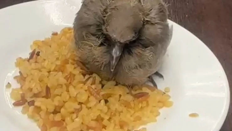 Bitkin Düşen Kuşu Esnaf Besledi