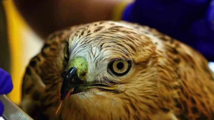 Bitkin Halde Bulunan Şahin Tedavi Ediliyor
