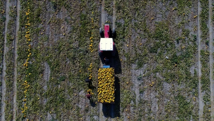 Bitkisel Üretim, Meyve Ve Sebze Grubunda Arttı