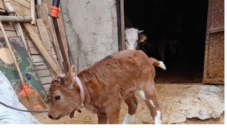 BLG Üreten Genleri Susturulmuş Buzağılar Doğdu