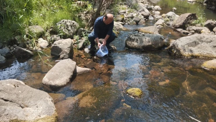 12 Bin Kırmızı Benekli Alabalık Yavrusu Derelere Bırakıldı