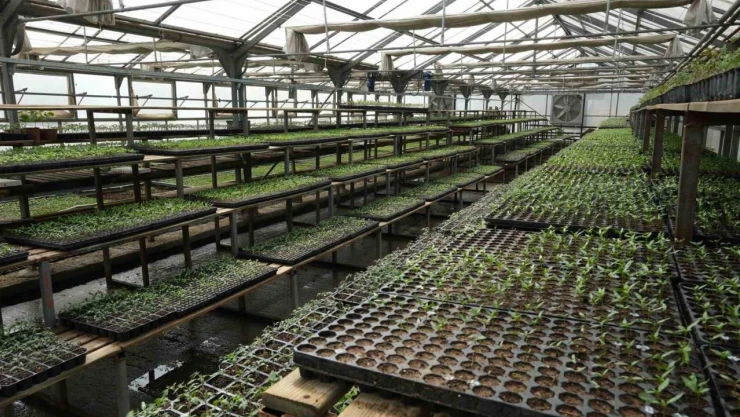 Bolu'da 200 Bin Adet Yerli Fide Desteği