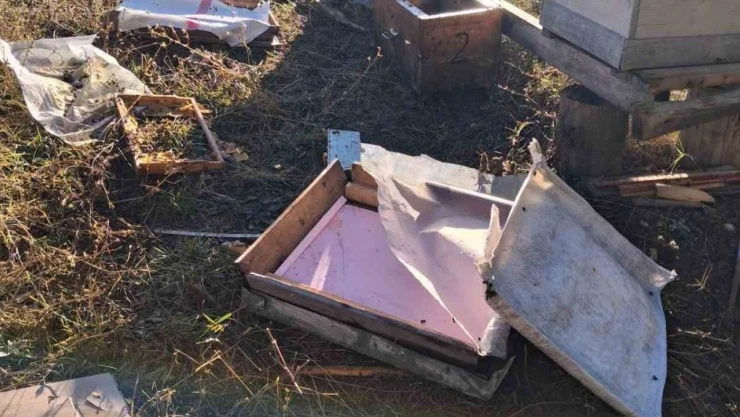 Aç Kalan Ayı Arı Kovanlarını Parçaladı