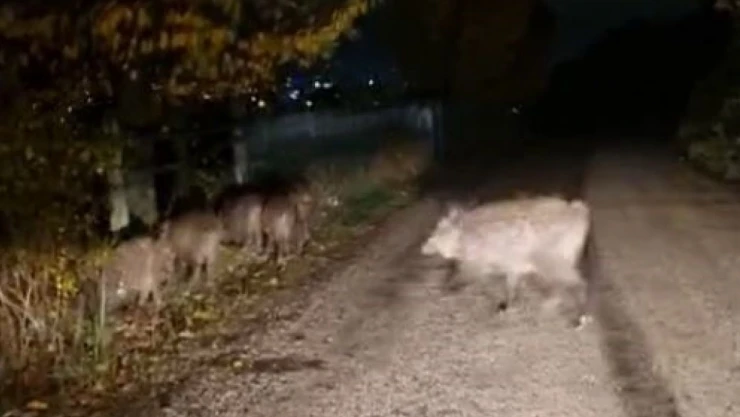 Bolu'da Domuz Sürüsü Yola İndi