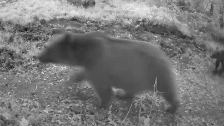 Bolu'da Anne Ayı Ve 3 Yavrusu Görüntülendi