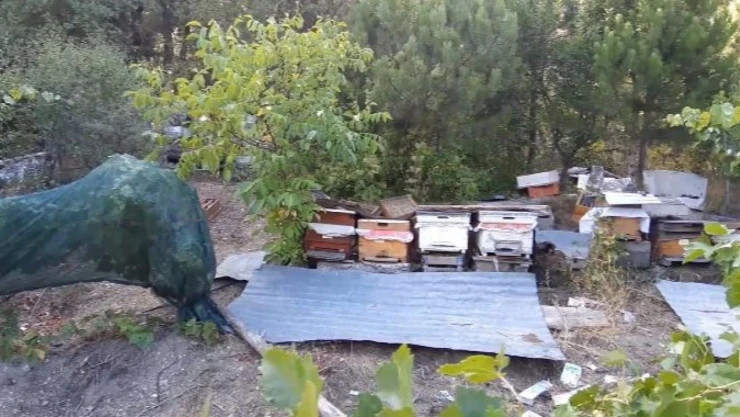 Bolu'da Düzenekle Ayı Kovalıyorlar