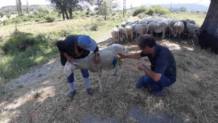 Bolu'da Başıboş Köpekler Sürüye Saldırdı