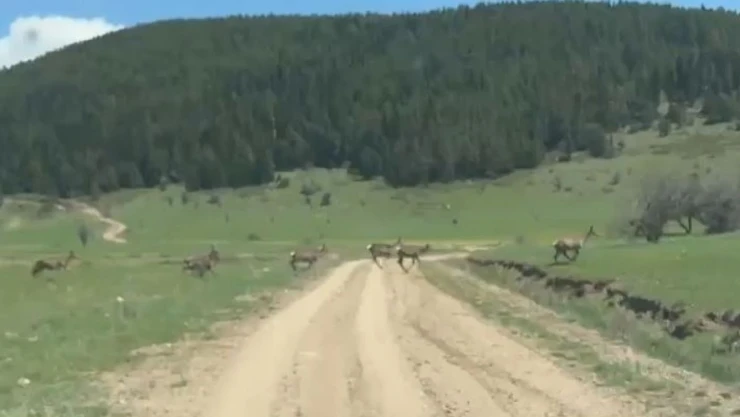 Bolu'da Ceylan Sürüsü Görüntülendi