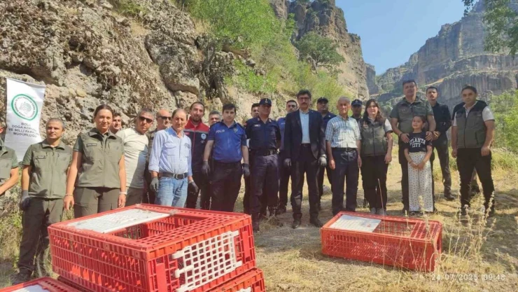 Bolu'da Doğaya 600 Kınalı Keklik Bırakıldı