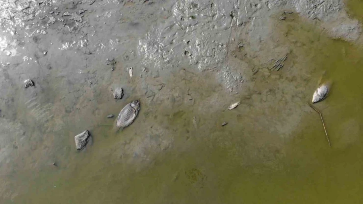 Bolu'da Gölet Kurudu: Yüzlerce Balık Telef Oldu