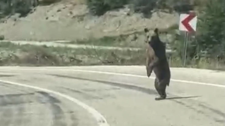 Bolu'da Kara Yoluna Ayı Çıktı