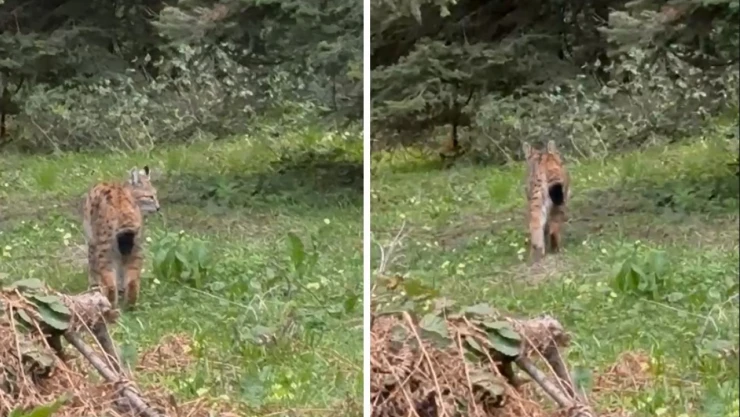 Nesli Tükenmekte Olan Vaşak Görüntülendi