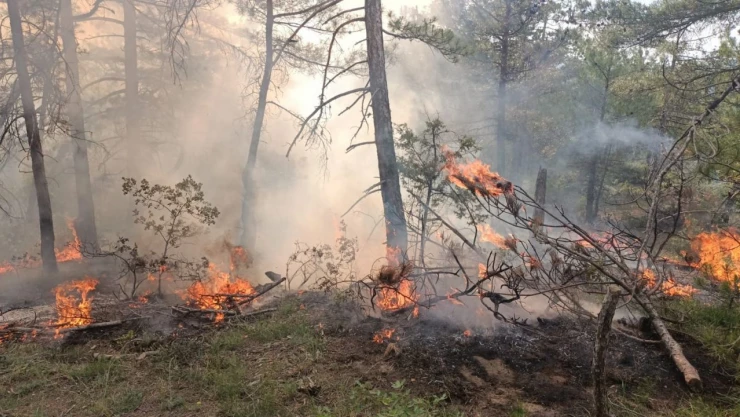Bolu'da Ormanlık Alana Düşen Yıldırım Yangına Neden Oldu