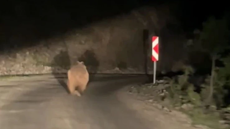 Otomobil Gören Ayı Korkup Kaçtı