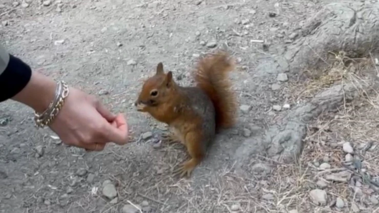 Bolu'da Piknikçilere Sürpriz Ziyaret