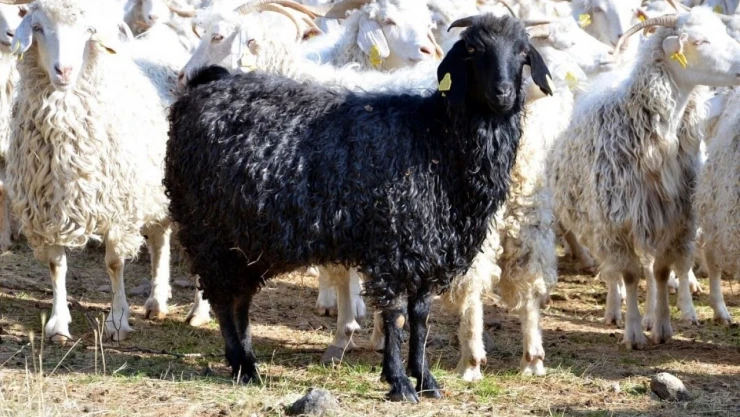 Tiftik Keçisine 3 Milyon Liralık Destek