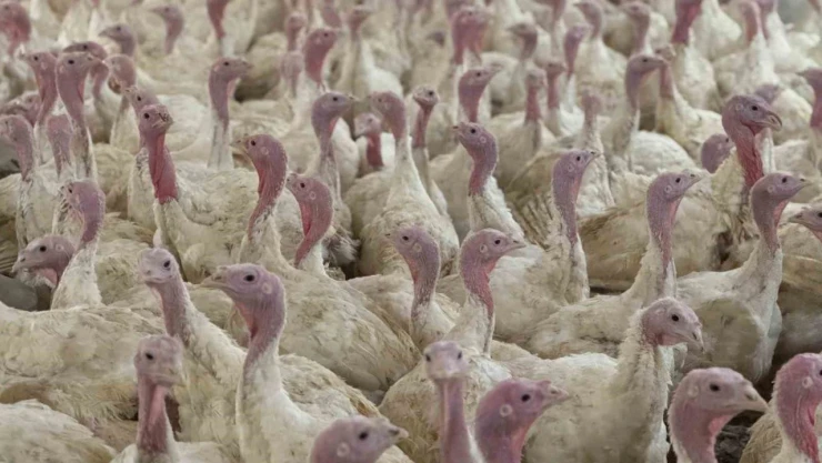 Bolu'da Üreticilere 'Kuş Gribi' Uyarısı