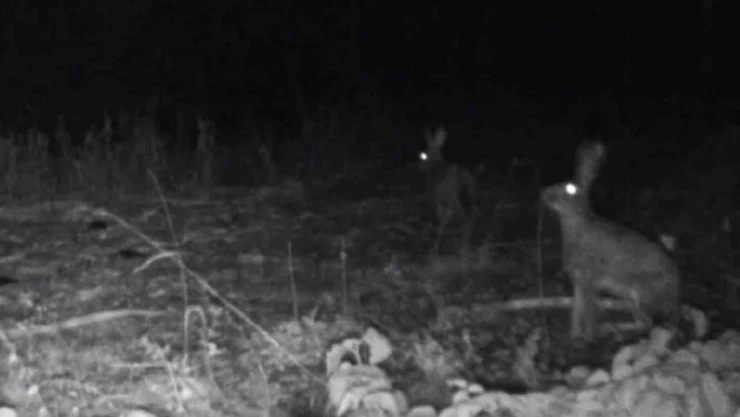 Bolu'da Yaban Hayatı Fotokapanlara Yansıdı