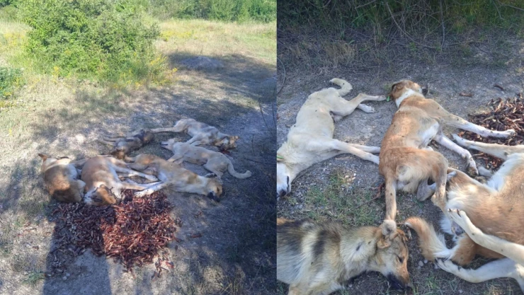 Bolu'da yan yana 6 köpek ölü bulundu