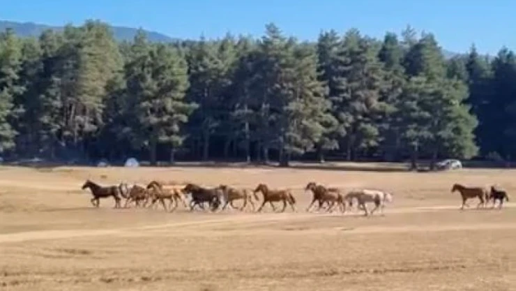 Bolu'da Yılkı Atlarına Kurt Saldırısı